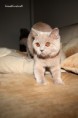 /album/galeria-de-fotos-os-nossos-gatos/ivanka-2-jpg/
